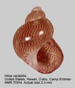 Hiloa variabilis (2)